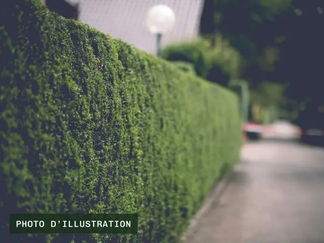 Photo d’illustration : une haie de conifères taillée bien droite, le long d’un trottoir.