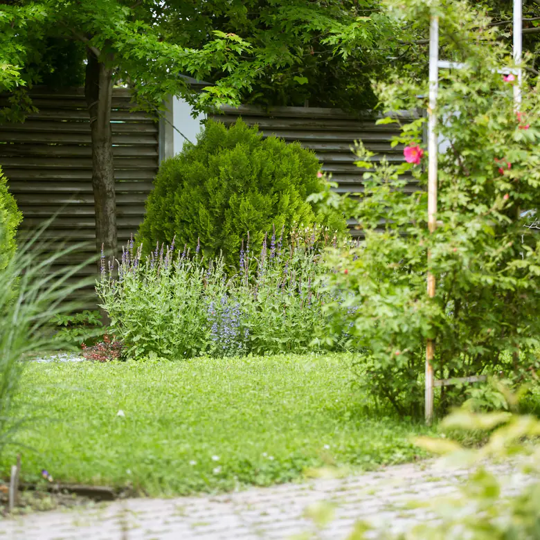 Photo d’illustration : un jardin entretenu, avec sa pelouse, un massif de fleurs mauves et des conifères en boule.