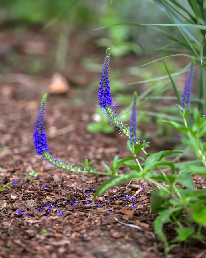 Photo d’illustration : de jeunes véroniques en fleurs, plantées dans un massif paillé.